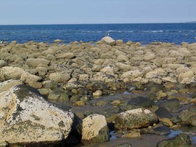 Snail Rocks