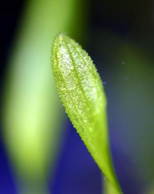 A new Tropica plant: Vallisneria Mini Twister