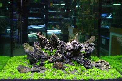 16th days after set up