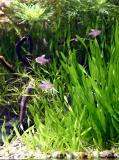 A new Tropica plant: Vallisneria Mini Twister