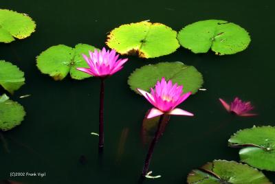 Lillies