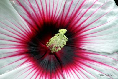 Crimson