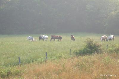 Horseplay