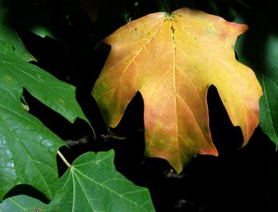 Maple Leaf, Columbus, Ohio