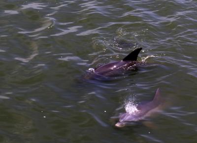 Dolphins, Hilton Head