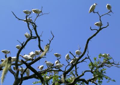White Ibis, Hilton Head