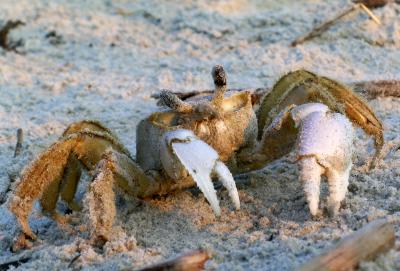 Crab, Hilton Head