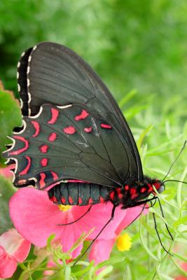 Butterfly 3