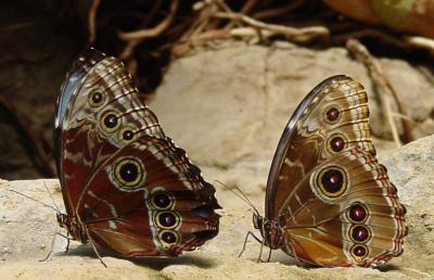 Butterfly 5