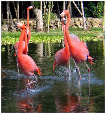 Inpressive Flamingos
