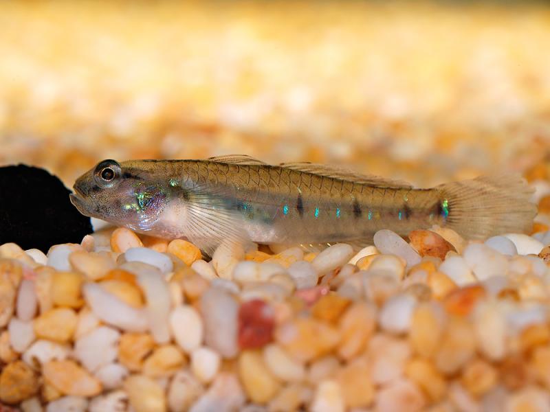 Blue Spotted Goby