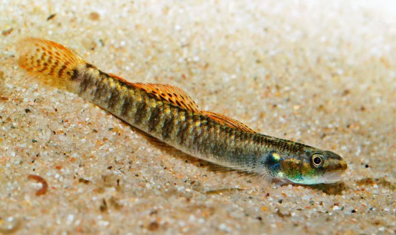 Fire Goby