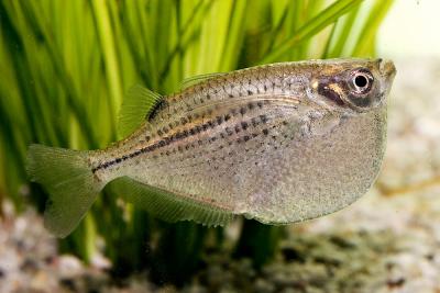 Freshwater Hatchet Fish
