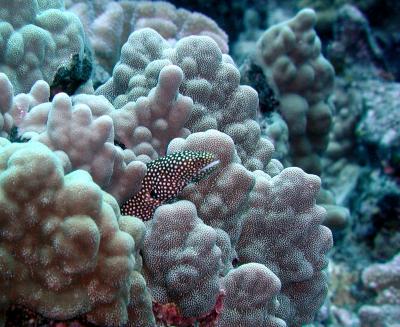 White mouth moray eel