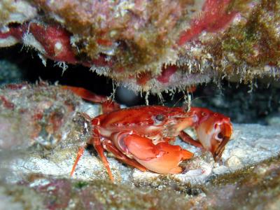 Red Crab??