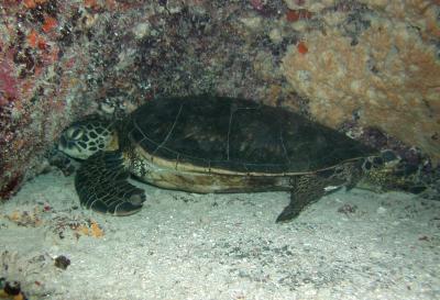 sleeping green turtle