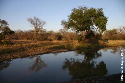 Reflections - Kruger National Park