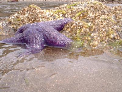 Starfish