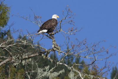 Bald Eagle.jpg