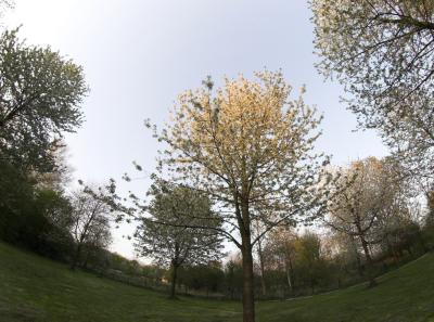 Trees