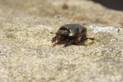 scarabe bousier