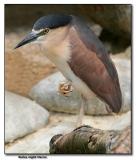 Rufous Night Heron