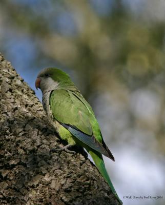 Quaker Parrot.jpg