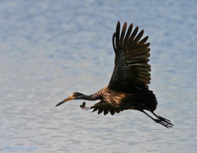 Limpkin in flight.jpg