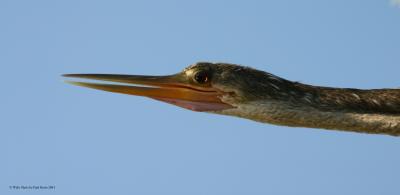 Anhinga profile.jpg