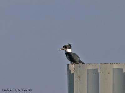 Belted Kingfisher 222.jpg