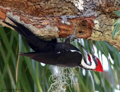 Pileated Woodpecker2.jpg