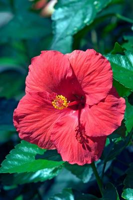 u12/rafael_enrique/medium/42444703._MG_2969largeredW.jpg