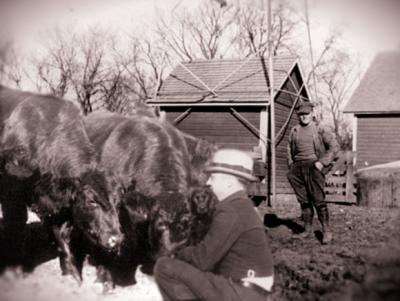 Spud with Cows