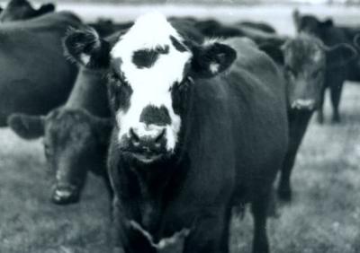 Cow with White Face