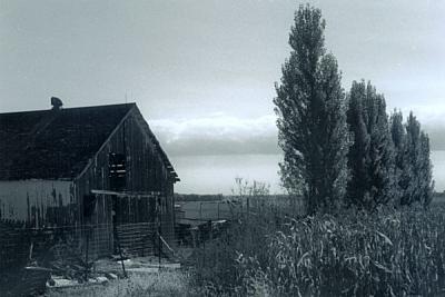 Barn and Van Gogh Trees
