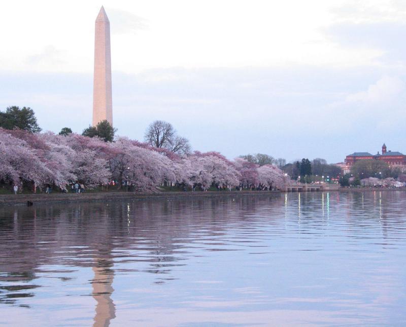 Cherry blossoms