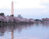 Cherry blossoms