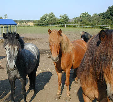 Some of the herd