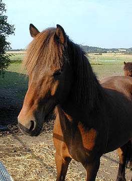 A pretty mare
