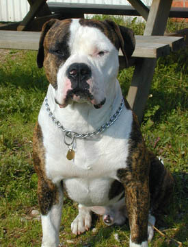 Ozzie