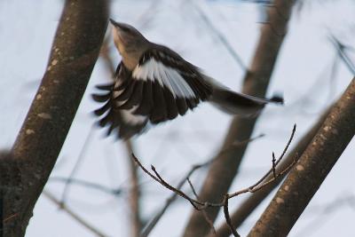 N. Mockingbird on Kentville CBC.jpg