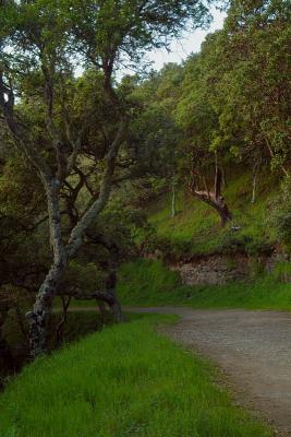 {Mount Tam Trails11.jpg