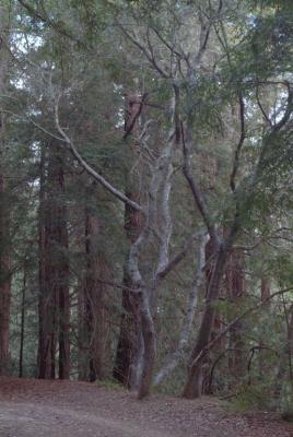 Mount Tam Woods2.jpg
