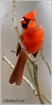 Northern Cardinal-Male