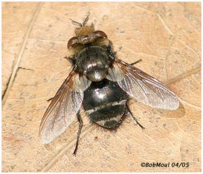 Tachinid Fly