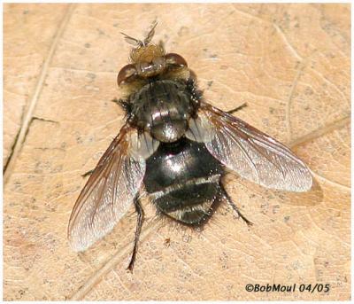 Tachinid Fly