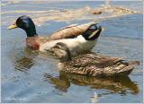 Mallard Pair