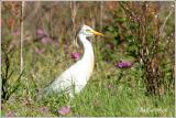 Cattle Egret-Breeding Plumage