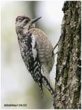 Yellow-bellied Sapsucker - 1st year Female