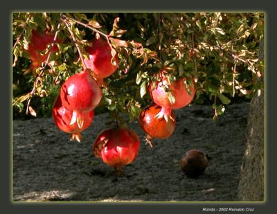 u12/rcruz/medium/38341673.Romas.jpg